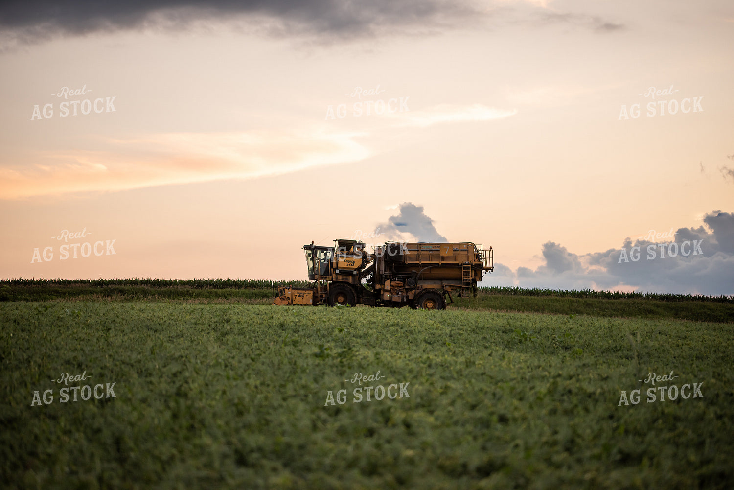 Harvesting Peas 76169