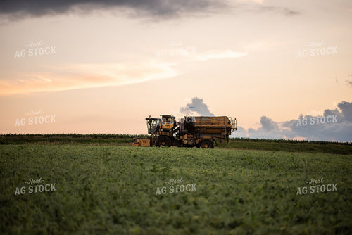 Harvesting Peas 76169
