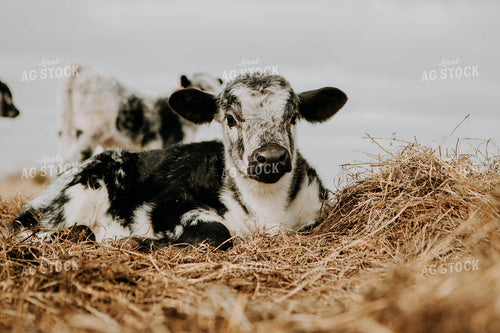 Calf in Barn 77263