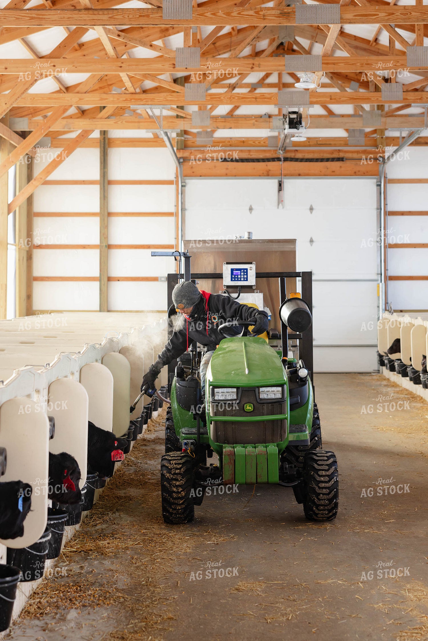 Feeding Holstein Calves in Barn 152414