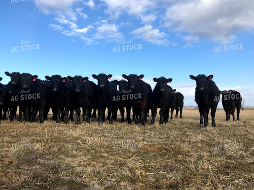 Angus Cattle in Pasture 63022