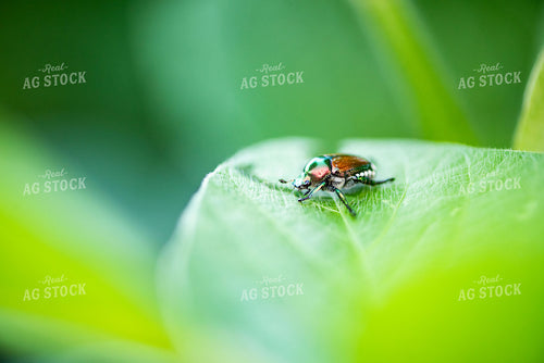 Beetle on Leaf 136105