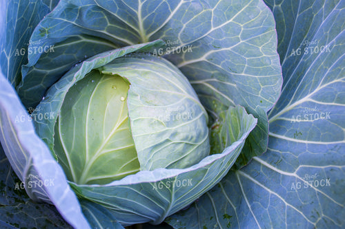 Cabbage 50158