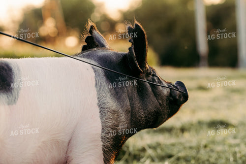 Working with Show Pig 68212