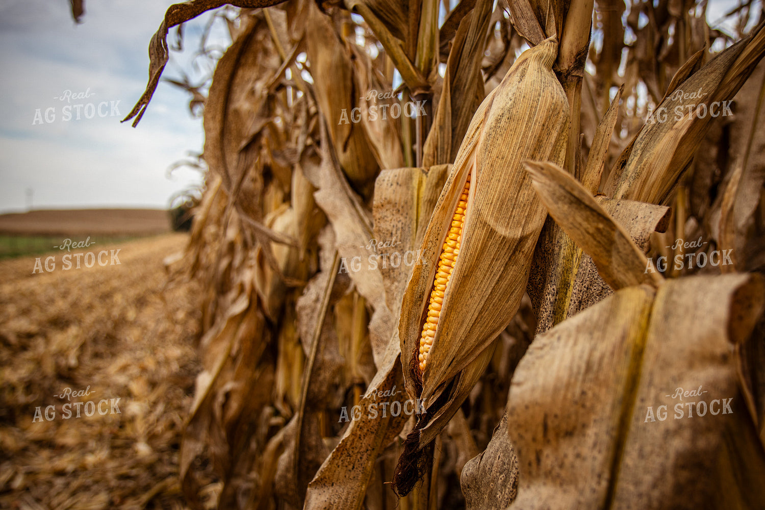 Dried Ear of Corn 268179