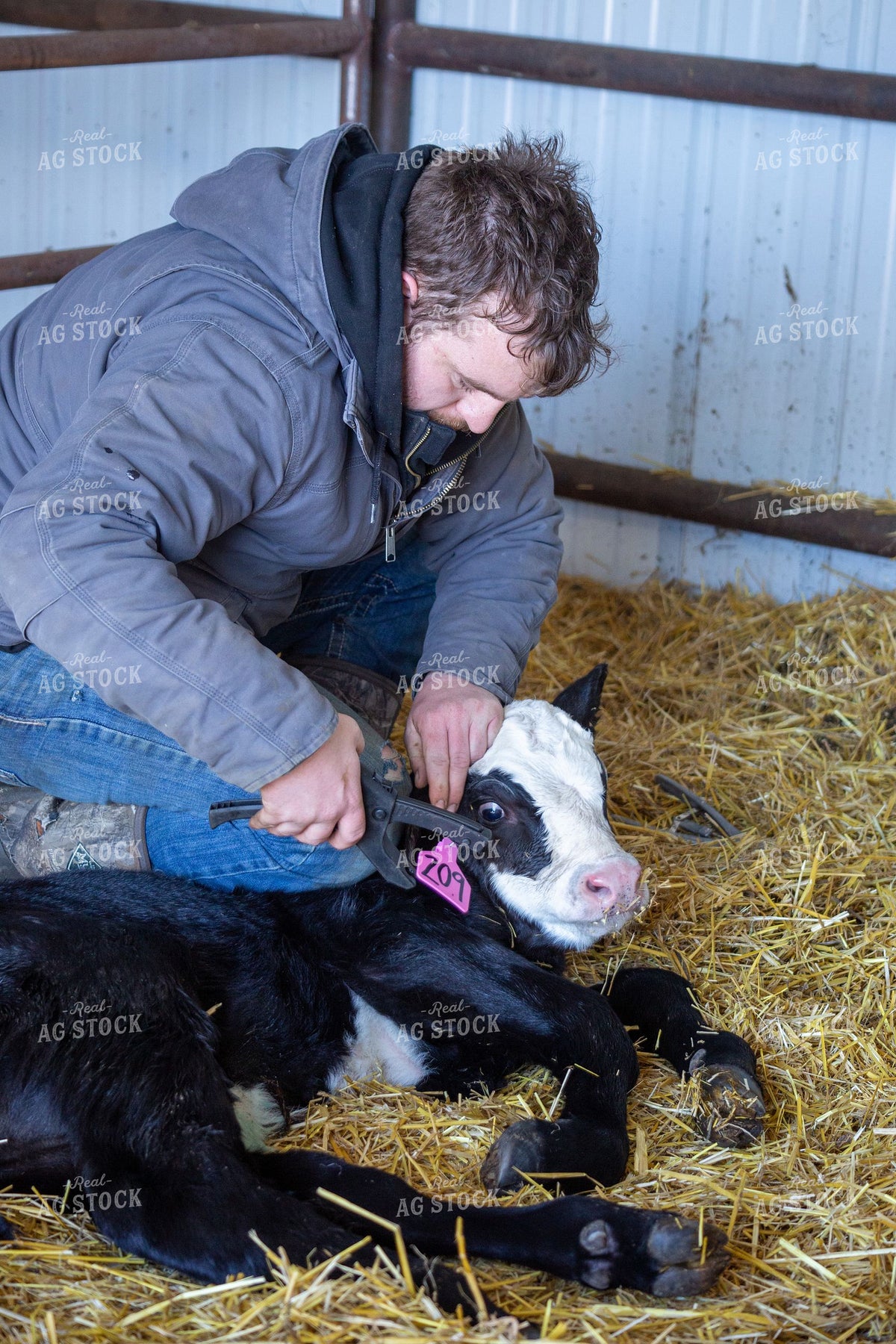 Rancher Applying Ear Tag to Calf in Barn 406104