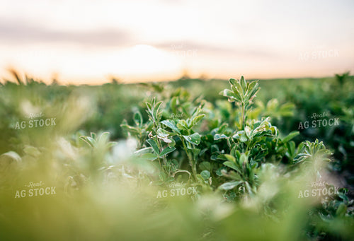 Alfalfa Field 56612