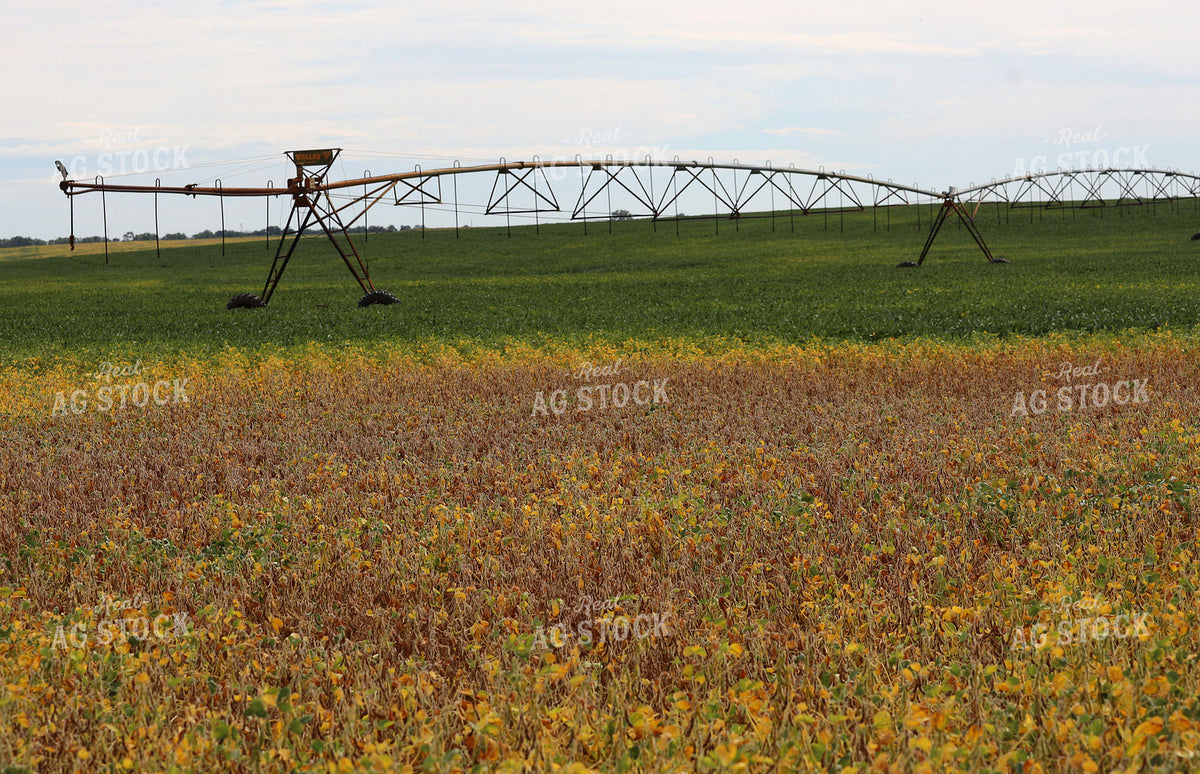 Irrigated Soybean Field 141780