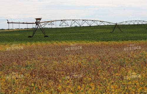 Irrigated Soybean Field 141780