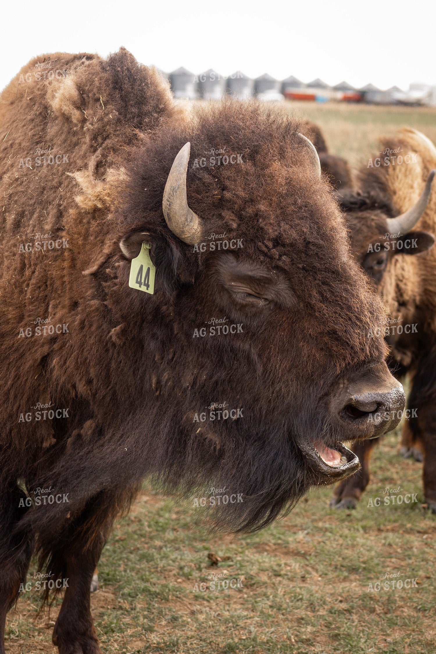 Bison 187140