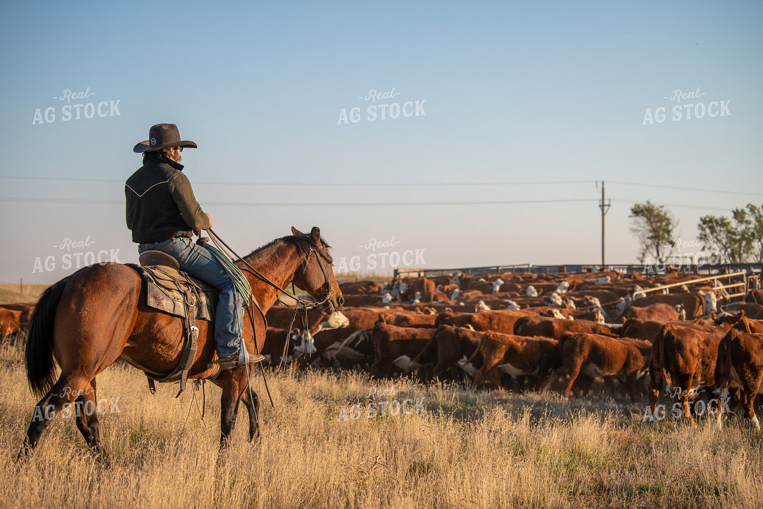 Rancher Herding Cattle on Horseback 212142