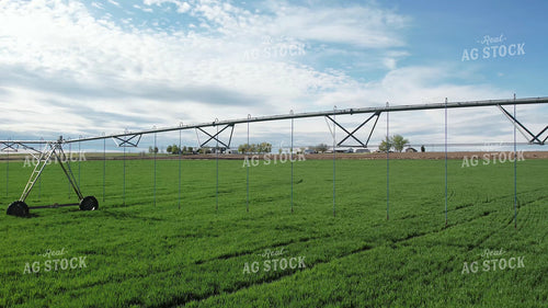 Winter Wheat 65711