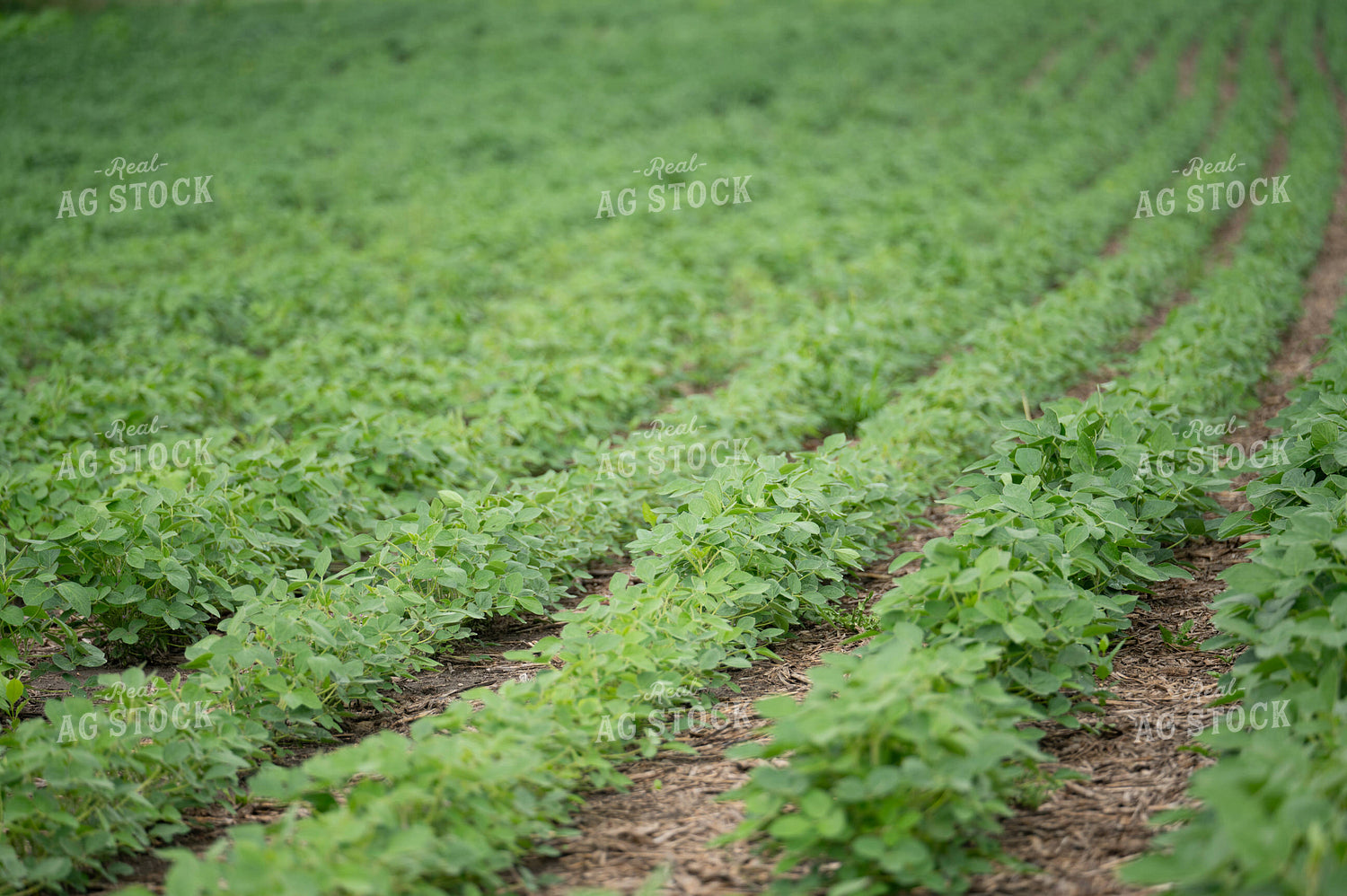 Midseason Soybeans 185236