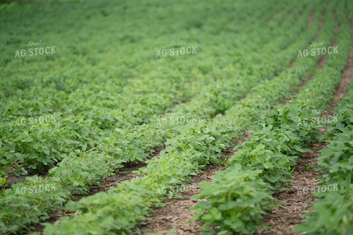 Midseason Soybeans 185236