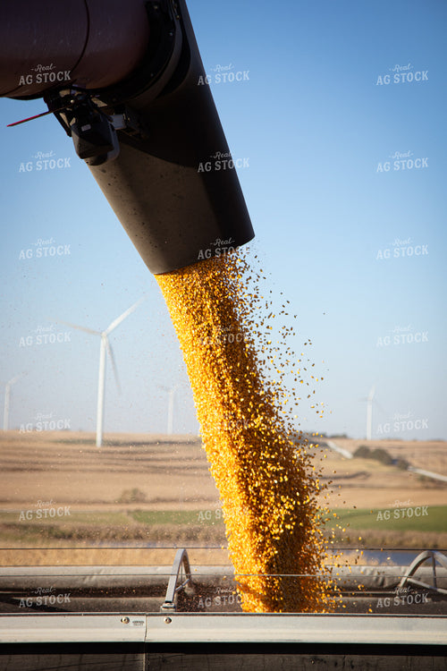 Unloading Corn into Semi 67973