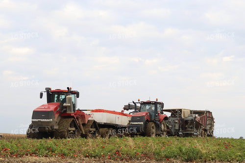Tomato Harvest 109116