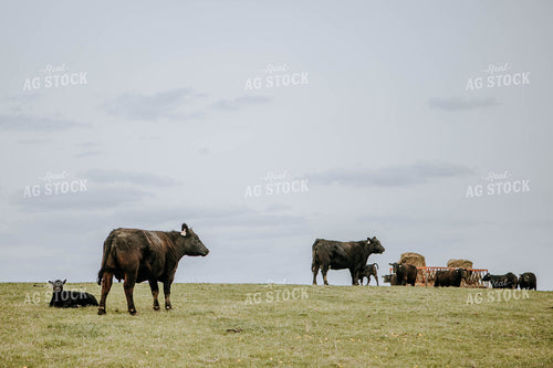 Angus Cows in Pasture 77016