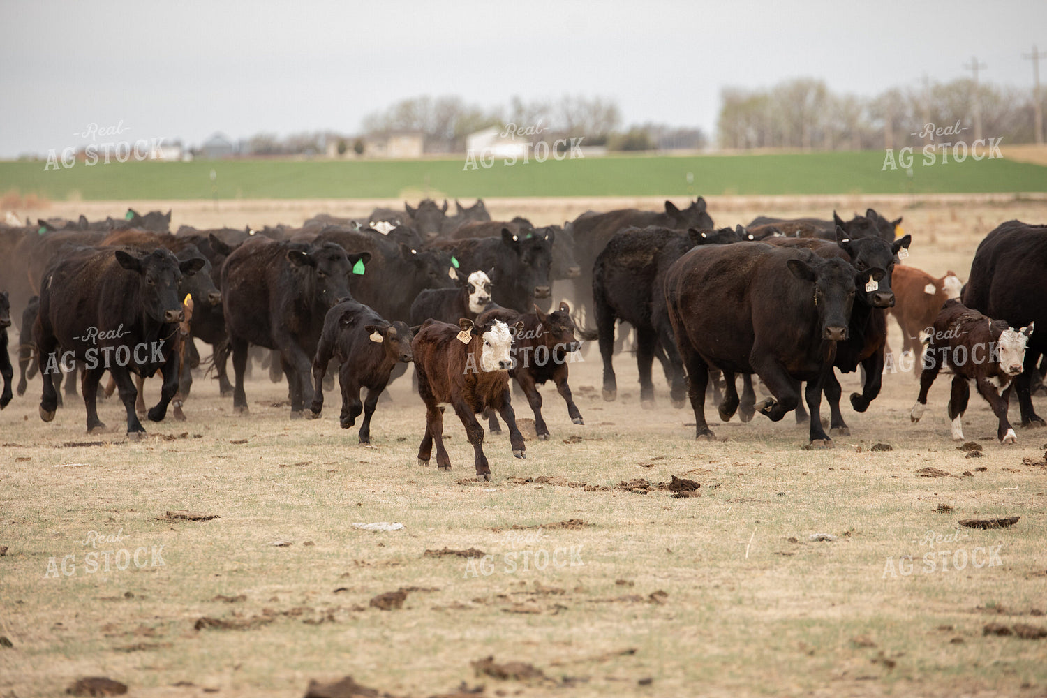 Cattle Corral 190007