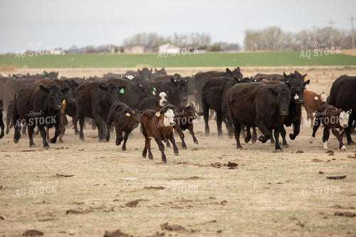 Cattle Corral 190007