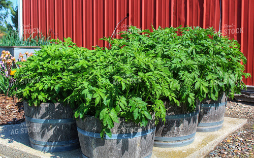 Tomato Plant 141285