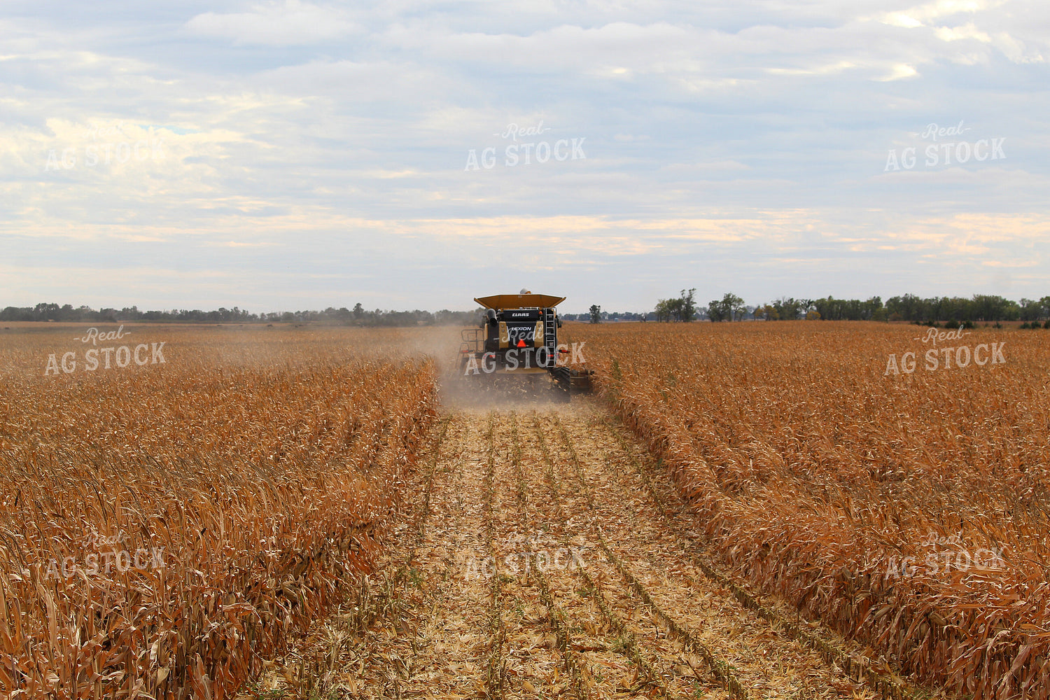 Corn Harvest 141472