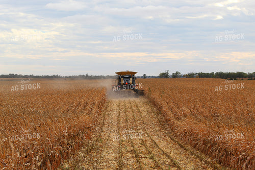 Corn Harvest 141472