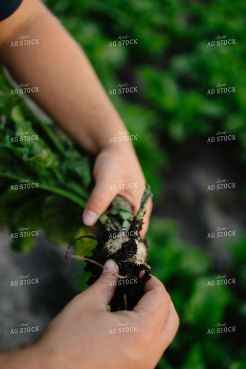 Checking Sugar Beets 204033