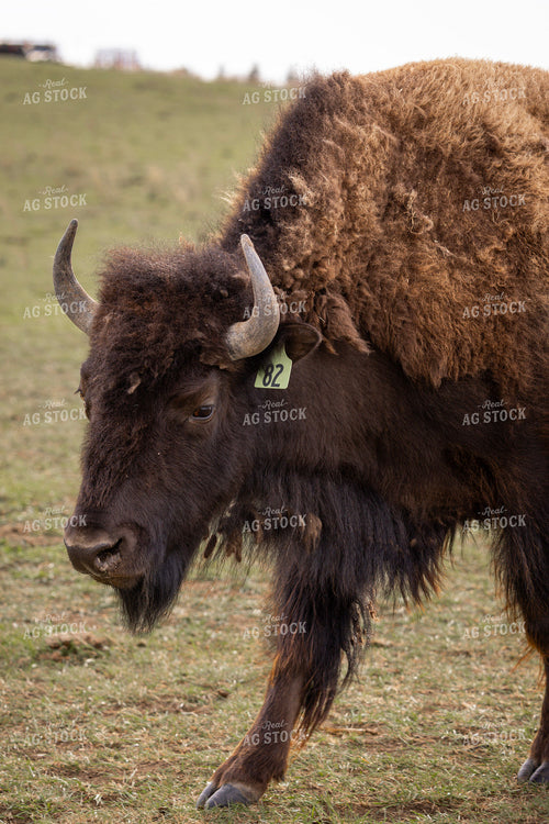 Bison 187174