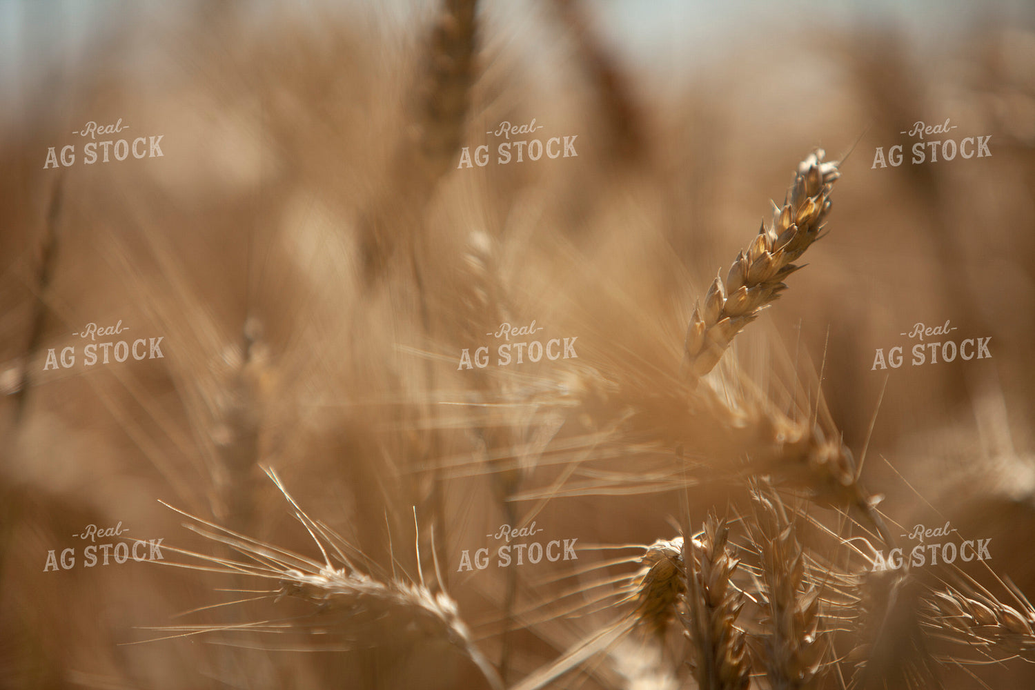 Wheat 2169