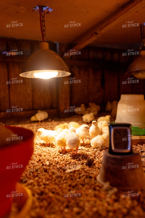 Chicks 161153