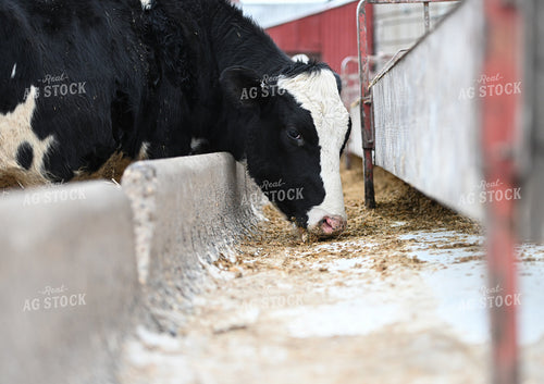 Cow Eating Out of Trough 120024