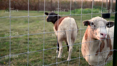 Sheep at Sunset - 404
