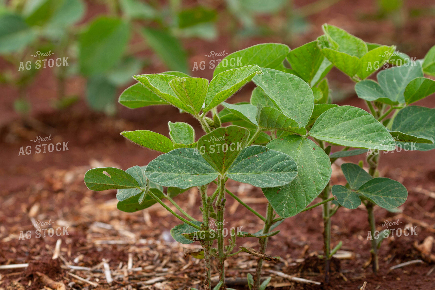 Soybean Plant 79042