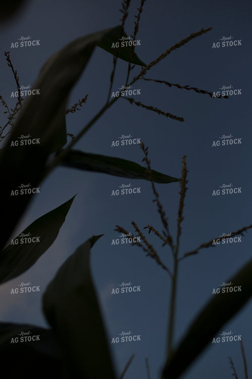 Corn - Mid-Season 1269