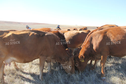 Angus Cattle Grazing 95014