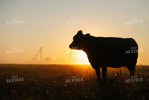 Black Angus Cattle on Pasture at Sunrise 219119
