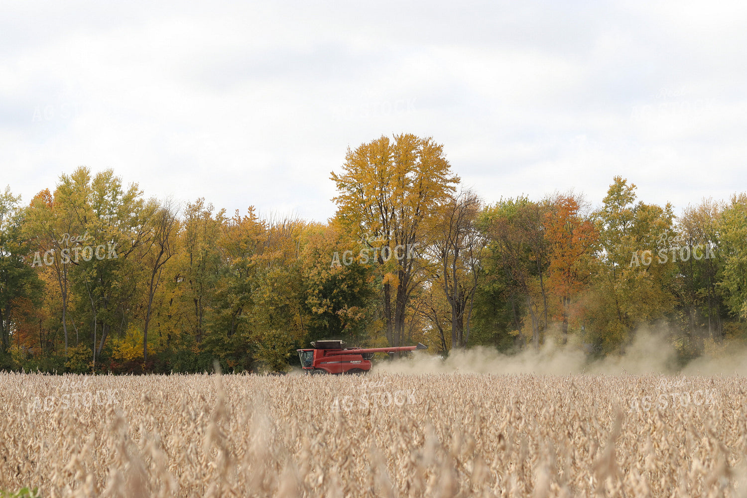 Soybean Harvest 109115