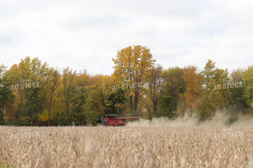 Soybean Harvest 109115