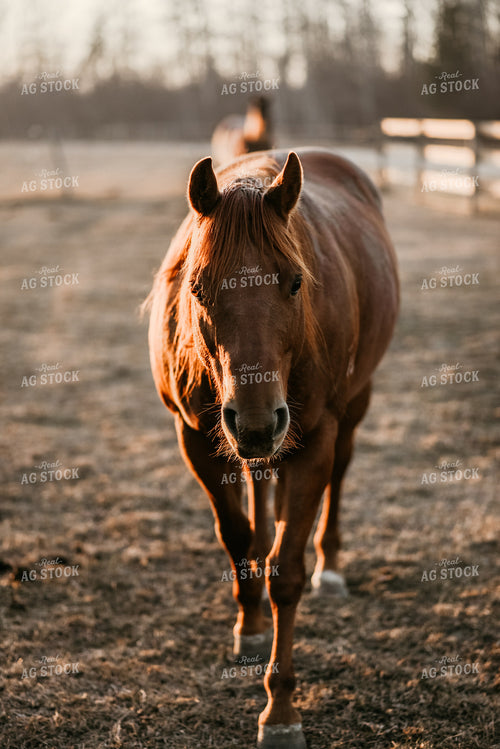 Horse in Pasture 64187