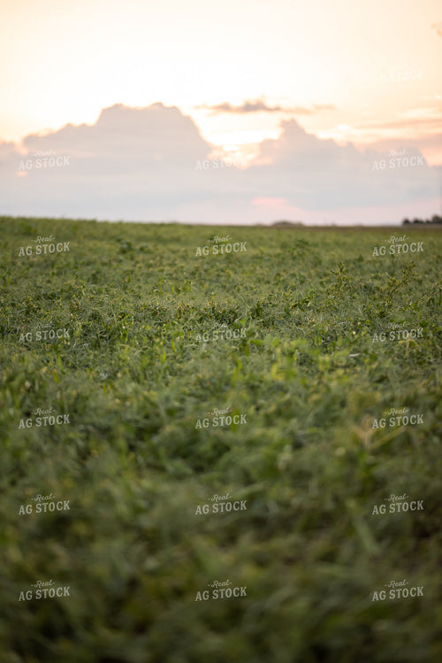 Pea Field 76164