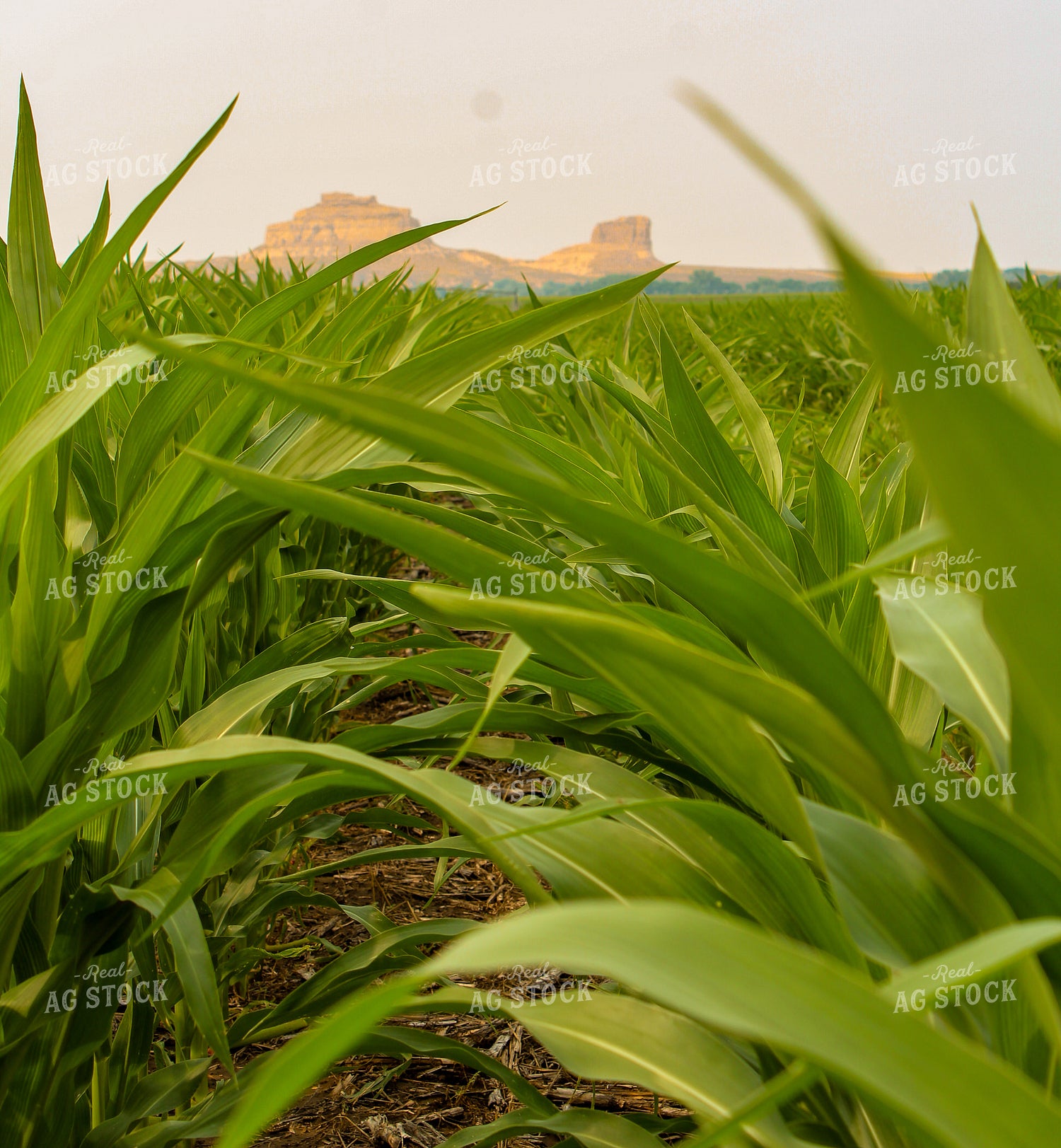 Corn in the West 237002