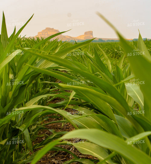 Corn in the West 237002