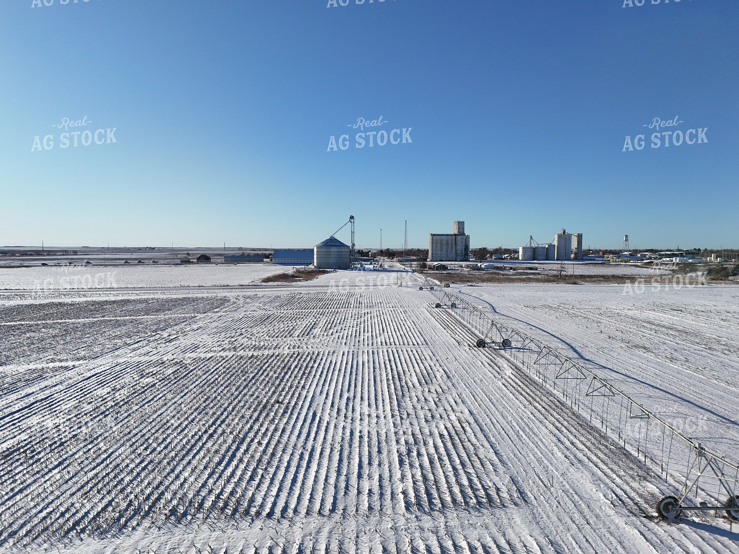 Snowy Corn Stalks 239476