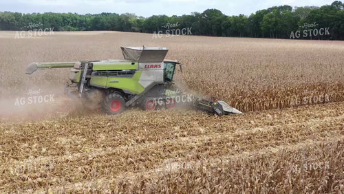 Corn Harvest 79430
