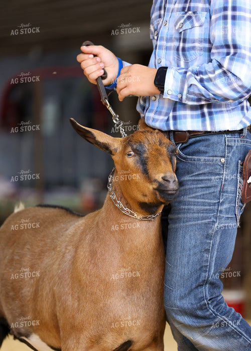 Showing Goats 160105