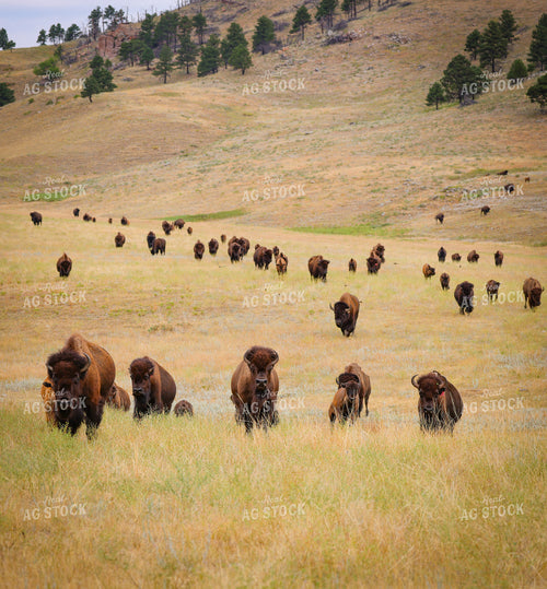 American Bison 261033