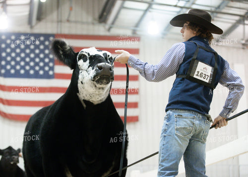 Showing Cattle 171002