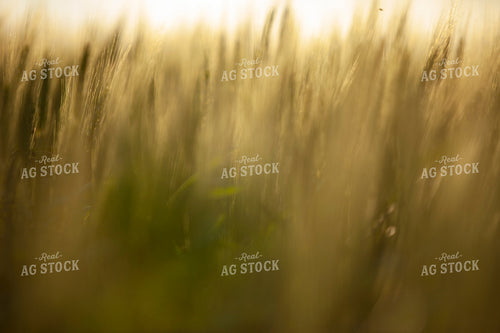 Wheat 2188