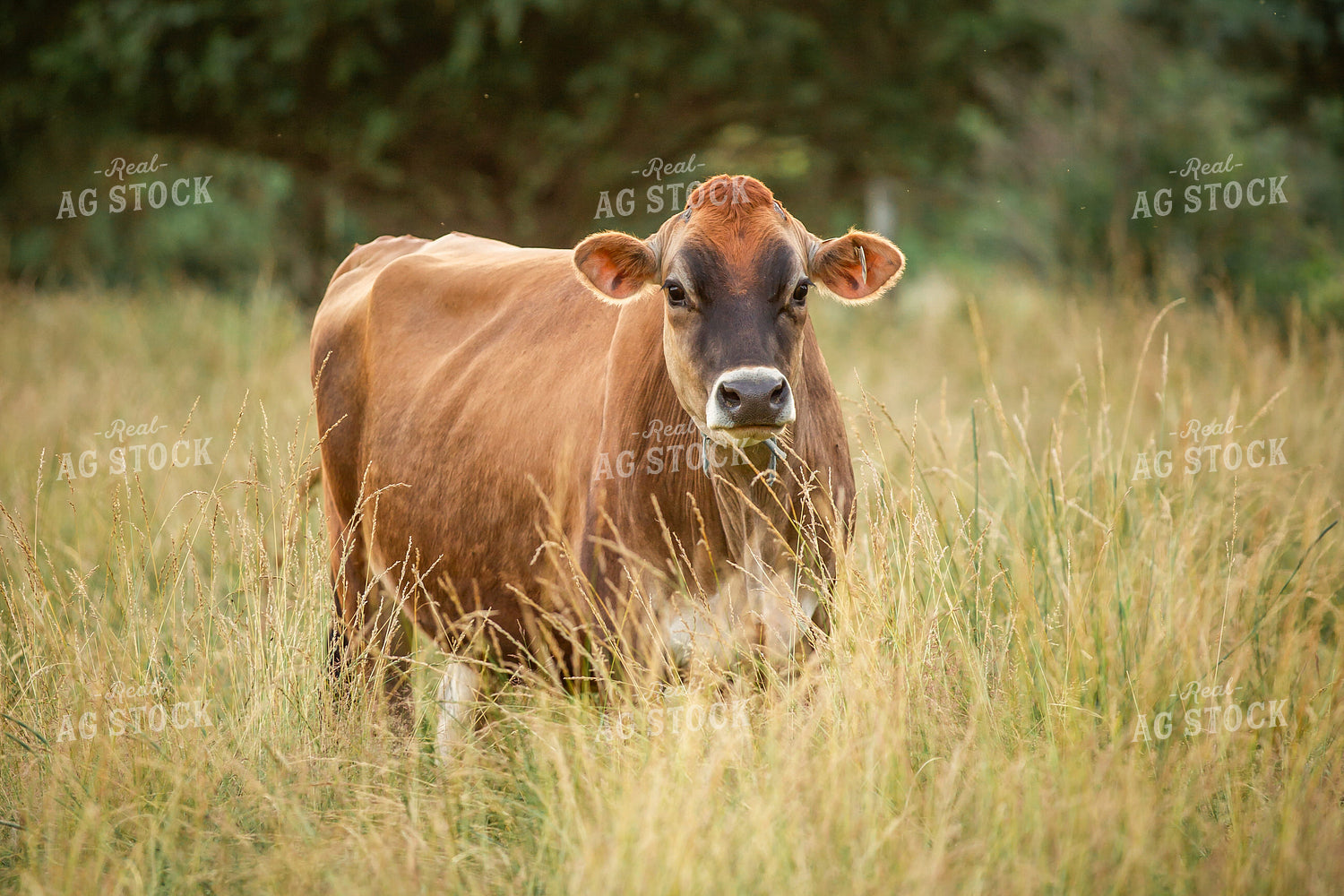 Jersey Cow on Pasture 270354