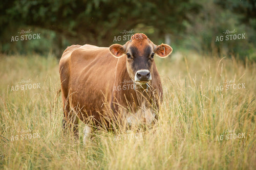 Jersey Cow on Pasture 270354